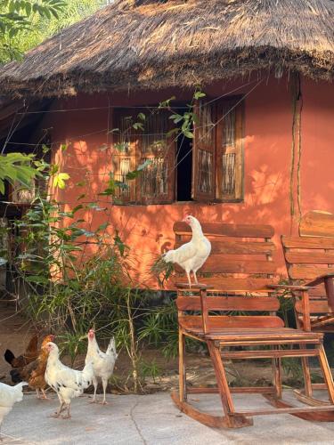 Altri animali domestici presso il lodge o nei dintorni