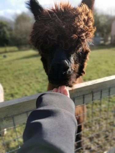 a person is petting a brown animal behind a fence at A space with amazing views and alpacas to enjoy in Chewton Mendip