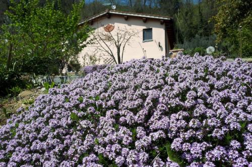 a field of purple flowers in front of a building at A'Loro B&B in Terranuova Bracciolini