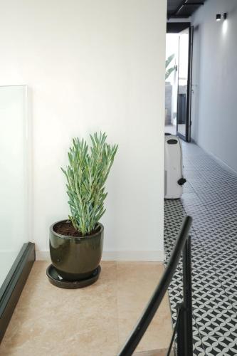 a potted plant sitting on the floor of a hallway at The Bear and Ween in St Julian's