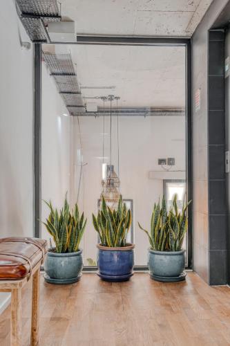 three potted plants in a room with a mirror at The Bear and Ween in St Julian's