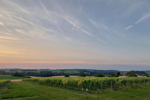 a view of a field of vines and a sky at Studio du domaine équestre B & G in Saint-Médard