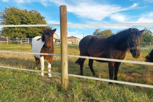 two horses standing in a field behind a fence at Studio du domaine équestre B & G in Saint-Médard