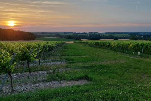a field of vines with the sunset in the background at Studio du domaine équestre B & G in Saint-Médard