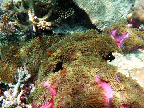 a close up of a coral reef at NH Collection Maldives Havodda Resort - Stays of 6 nights or more, 50 percent off domestic flights for 2 person in Gaafu Dhaalu Atoll