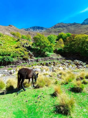 a donkey standing in a field of grass at Gite Ogog Tacheddirt in Tacheddirt