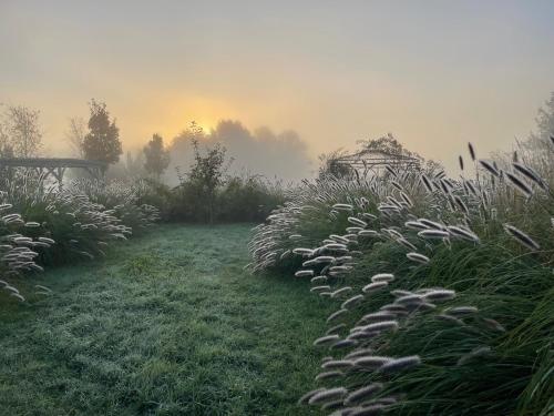 a foggy garden with grass and flowers in the foreground at Alwine - Landhaus an den Spreewiesen in Rietz Neuendorf