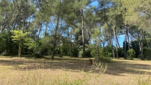 un parc avec des arbres et un champ d'herbe dans l'établissement Le Domaine de la Pinède, à Montferrier-sur-Lez