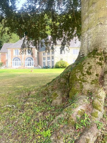 un grand arbre avec ses racines dans l'établissement Le Pressoir du Château de Neuville, Piscine & jeux - Famille & Amis, à Livarot