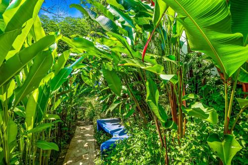 a path through a field of banana plants at Villa Buganvilia in Barra de Navidad