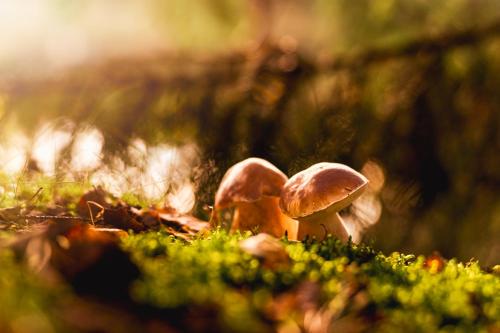 a group of mushrooms sitting on the grass at Apartmán Srdce Vysočiny in Svratouch