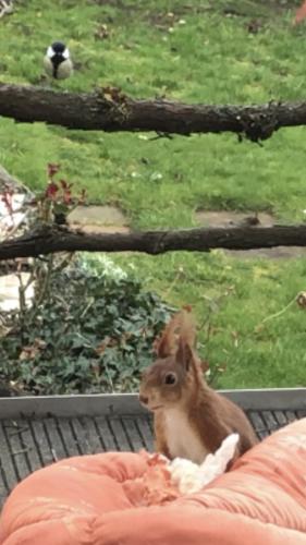 a squirrel sitting on a bed in front of a window at Über den Dächern von Koblenz - Aussichts-Wohnung Naturpark Rheinblick, ruhig, zentrumsnah, Sport-Pool in Koblenz