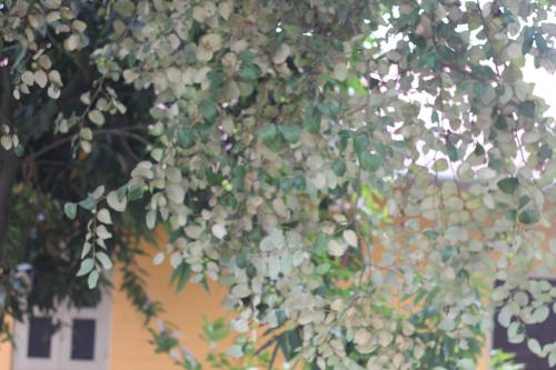 Un jardín fuera de Rose wood point