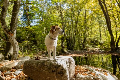 a dog standing on a rock in the woods at Alseides Boutique Hotel & Spa in Elatochori