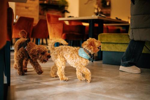 two brown dogs standing next to each other at Schlosshotel Brilon-Wald in Brilon-Wald