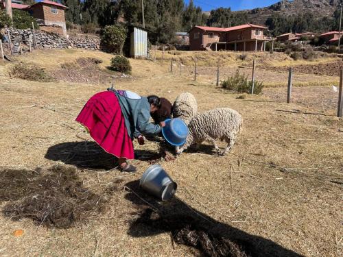 a person bending over to pet two sheep in a field at Amantani Enchantment in Sojsan