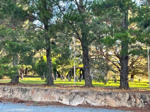 a group of trees in a park with a stone wall at Cottage amongst the Pines in Wamboin