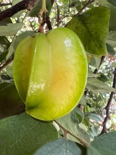 Gambar di galeri bagi Pousada Plantar e Cuidar di Santa Cruz do Escalvado