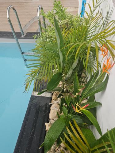 Bazén v ubytování Ti Oasis COLIBRI, 1 chambre, piscine, à 150m de la Plage nebo v jeho okolí