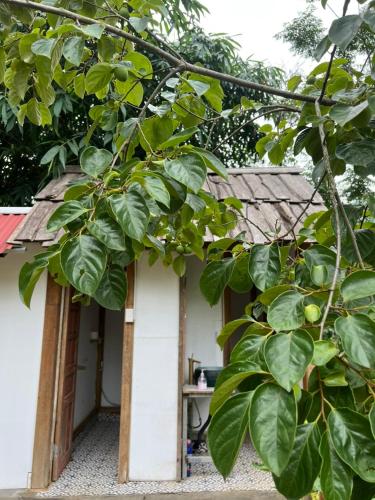 a house under construction with a tree at May Homestay Soc Son - Venuestay in Hanoi