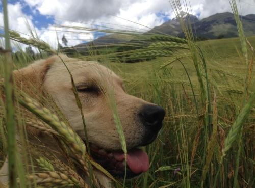 a dog sticking its tongue out in the tall grass at Hacienda San Nicolas de Cuicocha in Cotacachi