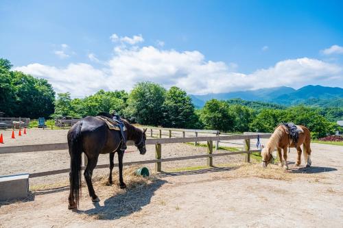 two horses standing next to a fence eating hay at MolinHotels407 アクティビティを満喫できる札幌定山渓温泉付き別荘-1L1Room K-Bed1&S-bed3 5persons in Jozankei
