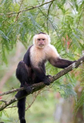 a monkey is sitting on a tree branch at Tivives kikala Lodge in Esparza