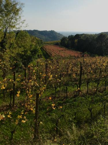 a vineyard in the middle of a field at Tenuta Valdomini in Attimis