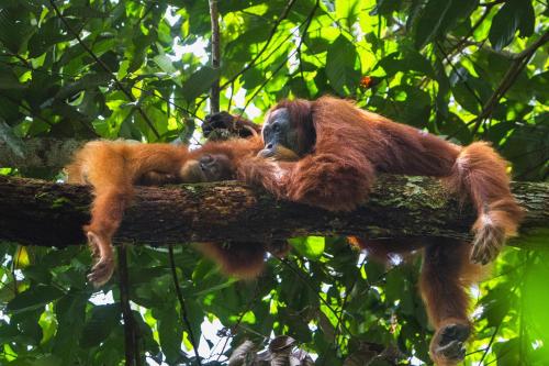 a pair of orangutans sitting on a tree branch at Gino's Place - Guest House & Jungle Trekking in Bukit Lawang