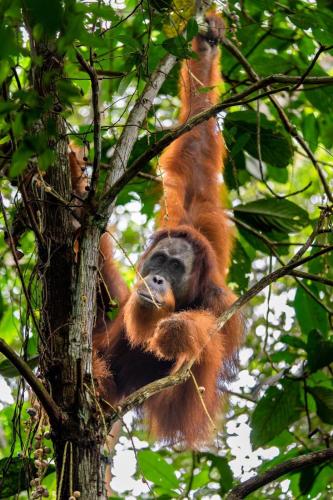 a monkey is hanging from a tree at Gino's Place - Guest House & Jungle Trekking in Bukit Lawang