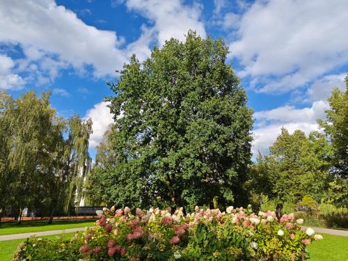 a garden with pink flowers and a tree at Elite centre, free parking, ultra-desirable 1 of 1, lux view in Rīga