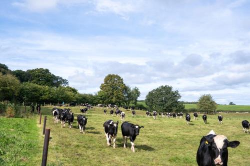 a herd of black cows walking in a field at Architect-Designed Rural Cabin - Year Round Retreat in Market Drayton