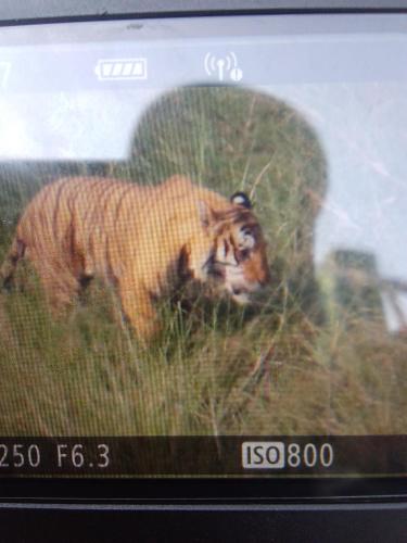a picture of a tiger walking in the grass at Jungle Base Camp in Bardia