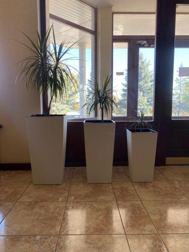 four potted plants in a room with windows at Момент in Yuzhnoukrainsk 