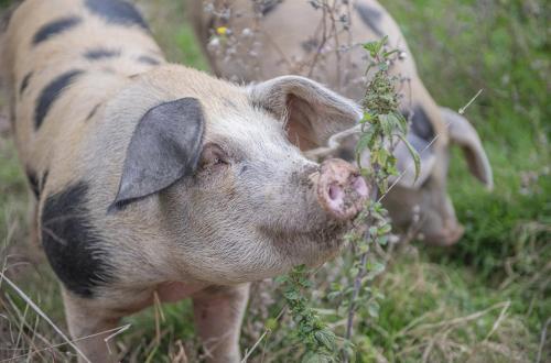 a pig eating a plant in a field at Dartmoor Reach Alpaca Farm Heated Cabins 5 mins drive to Dartmoor in Bovey Tracey