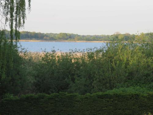 a view of a lake with trees and bushes at Bungalow Alms in Ribnitz-Damgarten