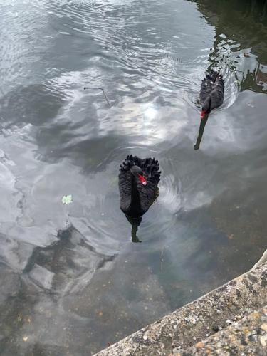 two birds are swimming in the water at Apartment, Stylish 2 bed Riverside House, 2 Kingsize beds, Free Parking in Southampton