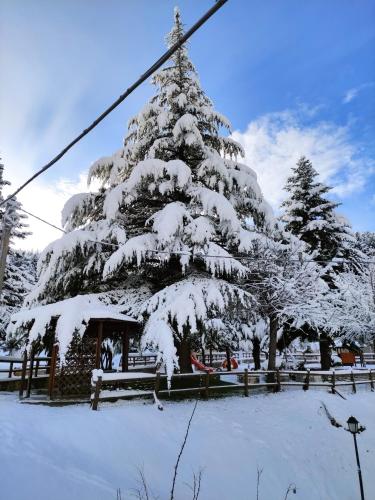 a snow covered christmas tree in a yard at A casa di zia Maly in Palena