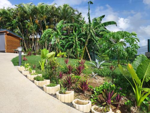 a garden with a bunch of plants and trees at LE PETIT PARADIS in Sainte-Rose