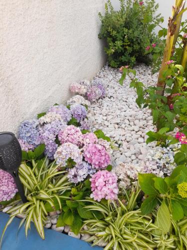 a garden with pink and purple flowers next to a wall at Mediterrâneo Madeira in São Vicente