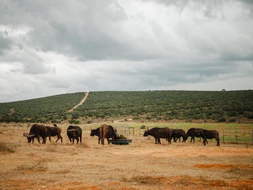 a herd of cows standing in a field at Longhill Reserve in Addo