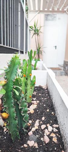 a row of cacti in a garden in a building at Residenza BiblioSosta in Ventimiglia