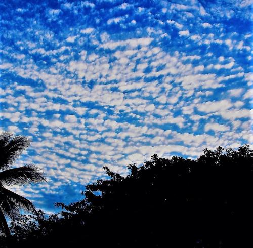 a blue cloudy sky with a palm tree and a tree at OCEAN-SI Mansion in Kribi