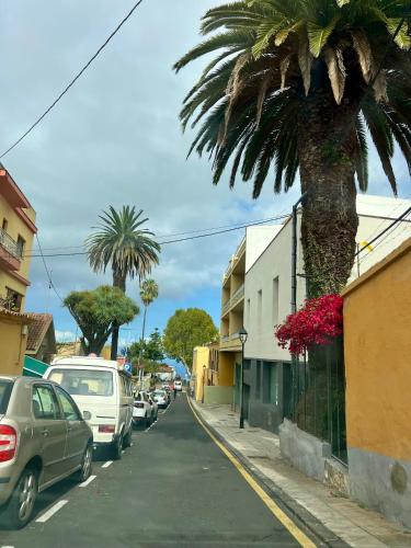 a palm tree on the side of a street with cars at Detail Tacoronte in Tacoronte