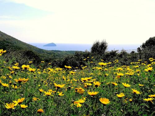 a field of yellow flowers on the side of a hill at Agriturismo Glamping Erbe Matte in SantʼAntìoco