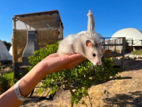 a person holding a small hamster in their hand at Agriturismo Glamping Erbe Matte in SantʼAntìoco