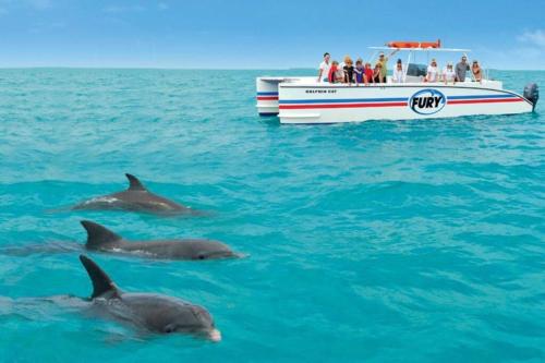 two dolphins swimming in the water next to a boat at Bungalows Beach Key West - Azucar in Key West