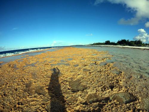 a shadow of a person standing on a beach at Moana Breeze Rangiroa - Rental car included - Air conditioning - WI-Fi in Tiputa