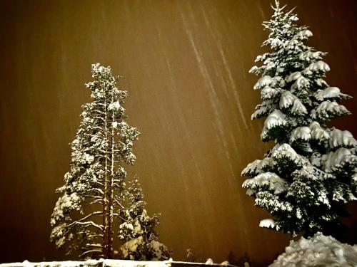 two christmas trees are covered in snow at Oberprantschöllhof - Horse Mountain Stable in Bressanone
