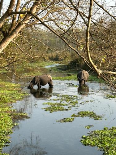 two rhinos walking in the water in a river at Tiger Wildlife Resort in Bharatpur